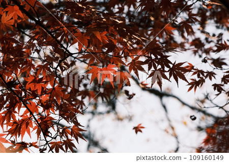 Momiji to make autumn leaves Momiji to make autumn leaves 109160149