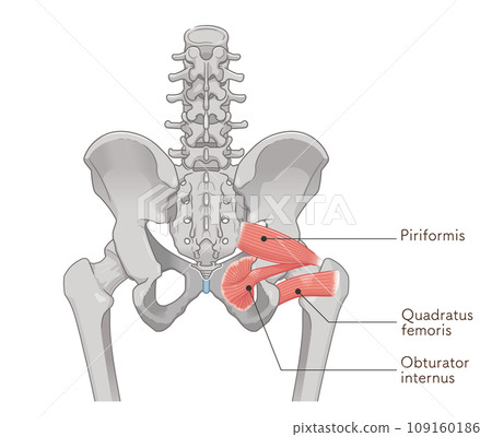 piriformis muscle, obturator internus muscle, quadratus femoris muscle, hip joint, pelvis, muscle, illustration, illustration 109160186
