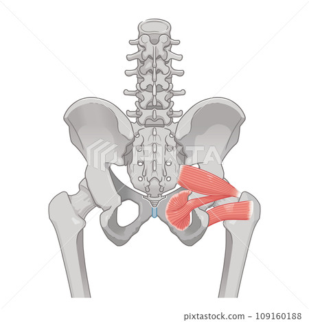 梨狀肌、閉孔內肌、股方肌、髖關節、骨盆、肌肉、插圖、插圖 梨狀肌、閉孔內肌、股方肌、髖關節、骨盆、肌肉、插圖、插圖 109160188