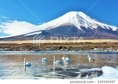 山梨縣 藍天、天鵝、富士山中的山中湖 山梨縣 藍天、天鵝、富士山中的山中湖 109160497