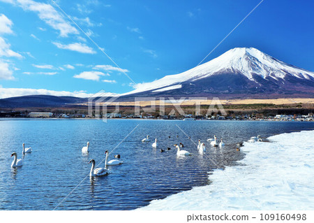 山梨縣 藍天、天鵝、富士山中的山中湖 山梨縣 藍天、天鵝、富士山中的山中湖 109160498