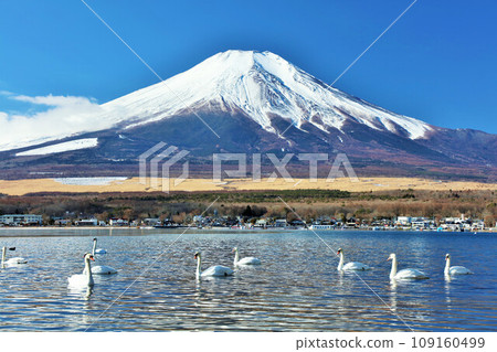 山梨縣 藍天、天鵝、富士山中的山中湖 山梨縣 藍天、天鵝、富士山中的山中湖 109160499