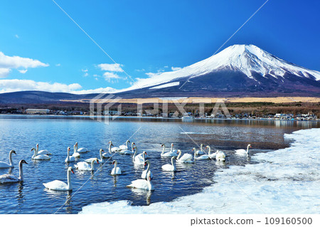 山梨縣 藍天、天鵝、富士山中的山中湖 山梨縣 藍天、天鵝、富士山中的山中湖 109160500