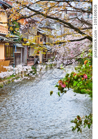 京都祗園白河美麗的櫻花和春天的景色(京都府京都市) 京都祗園白河美麗的櫻花和春天的景色(京都府京都市) 109160616