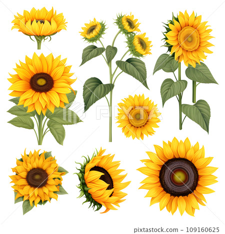 Sunflower 1 109160625