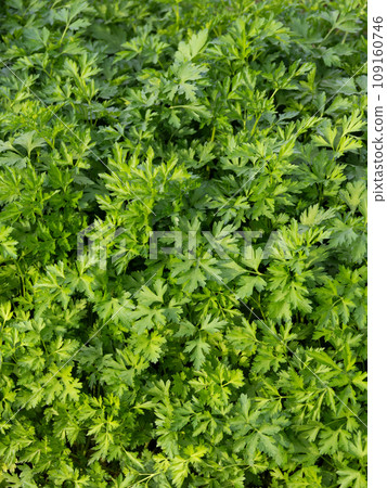 Cultivation of Italian parsley Cultivation of Italian parsley 109160746