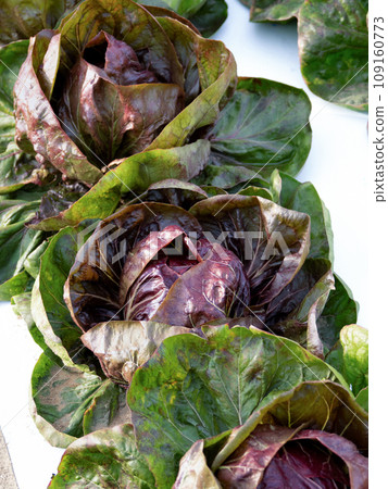 Growing radicchio 109160773