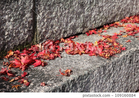 Withered leaves of kaede Momiji 109160884