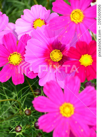 開花在秋天領域的桃紅色波斯菊花 開花在秋天領域的桃紅色波斯菊花 109160906