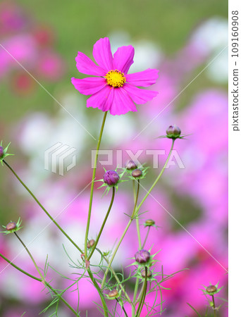 開花在秋天領域的桃紅色波斯菊花 開花在秋天領域的桃紅色波斯菊花 109160908