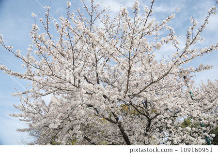 鶴舞公園櫻花名古屋市公民館 鶴舞公園櫻花名古屋市公民館 109160951