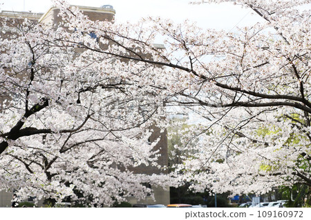 Tsurumai Park Sakura Nagoya City Public Hall Tsurumai Park Sakura Nagoya City Public Hall 109160972