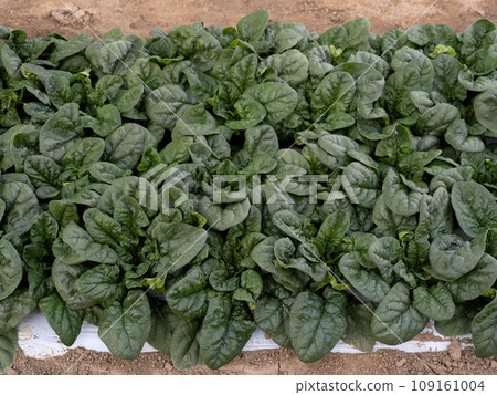 Cultivation of winter spinach 109161004