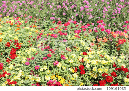Nabana no Sato Cosmos Dahlia Nagashima Town, Kuwana, Mie Prefecture 109161085