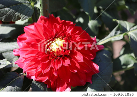 Nabana no Sato Cosmos Dahlia Nagashima Town, Kuwana, Mie Prefecture 109161086