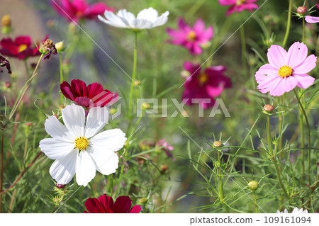 Nabana no Sato Cosmos Dahlia Nagashima Town, Kuwana, Mie Prefecture Nabana no Sato Cosmos Dahlia Nagashima Town, Kuwana, Mie Prefecture 109161094