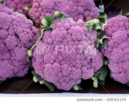 紫色花椰菜 109161134