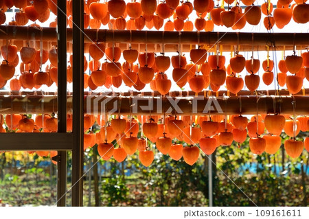 Scenery of Karu Kaki no Sato, an autumn specialty of Yamanashi Prefecture 109161611