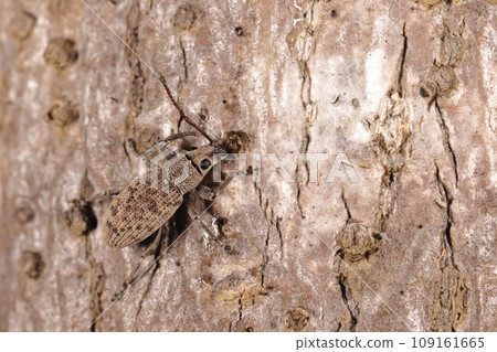 生物昆蟲 學名：大橡樹象甲，或大橡樹象甲。在山原 109161665