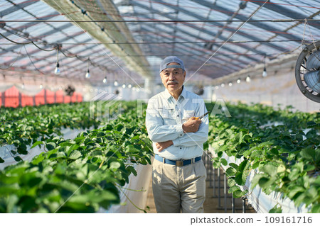 Strawberry farmer man 109161716