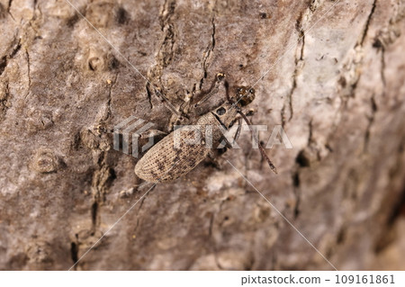 生物 昆蟲 除了大小和棲息地之外，橡樹象甲與橡樹象甲幾乎相同嗎？ 109161861