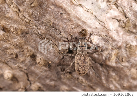 生物、昆蟲、象鼻蟲、十一月的山野。生於常綠林邊緣，大小5～9毫米。 109161862