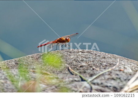 Red dragonfly at Akashi Park 109162215