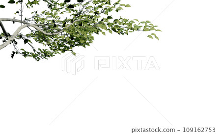 tree leave nature transparent cut out forest isolated background 3d render. tree leave nature transparent cut out forest isolated background 3d render. 109162753