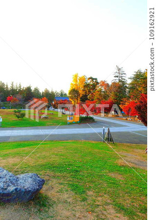 Matsugasaki Park Autumn leaves Yellow leaves 109162921