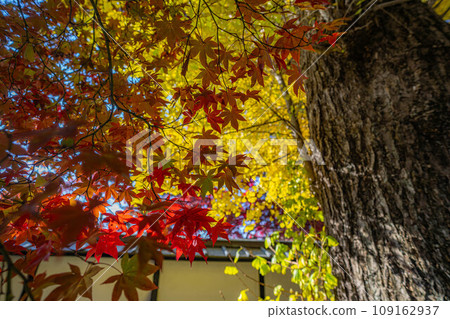 [Autumn leaves material] Autumn leaves of Choenji Temple [Nagano Prefecture] 109162937