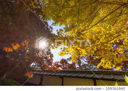 [Autumn leaves material] Autumn leaves of Choenji Temple [Nagano Prefecture] 109162940