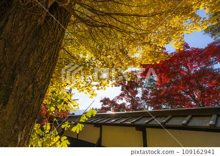 [紅葉素材]長圓寺的紅葉[長野縣] 109162941