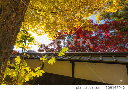 [Autumn leaves material] Autumn leaves of Choenji Temple [Nagano Prefecture] 109162942