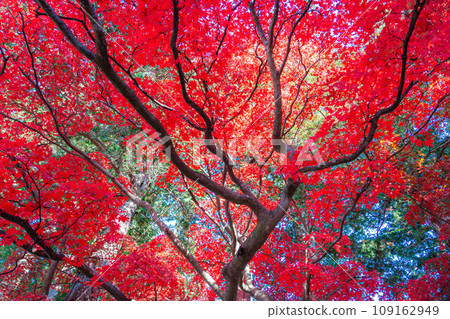 [紅葉素材]長圓寺的紅葉[長野縣] 109162949
