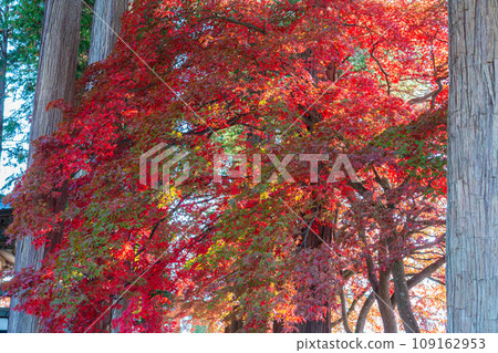 [紅葉素材]長圓寺的紅葉[長野縣] 109162953