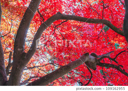 [Autumn leaves material] Autumn leaves of Choenji Temple [Nagano Prefecture] 109162955
