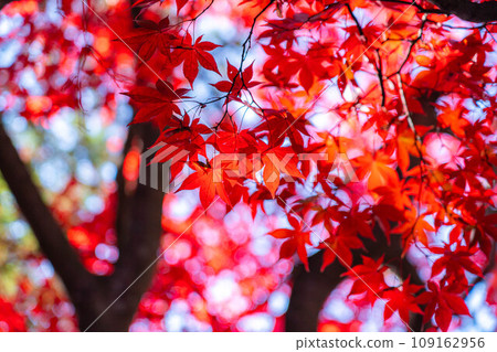 [Autumn leaves material] Autumn leaves of Choenji Temple [Nagano Prefecture] 109162956