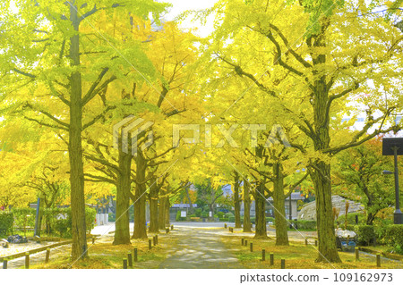 [東京]橫網町公園的黃葉 109162973