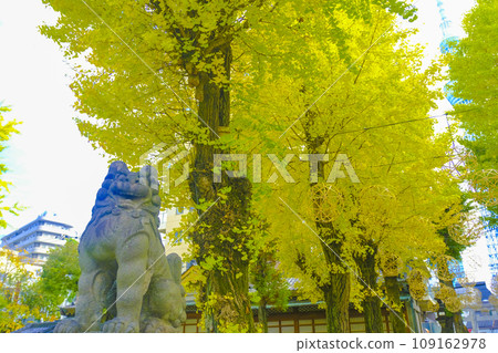 [東京]牛島神社的黃葉與守護犬 109162978