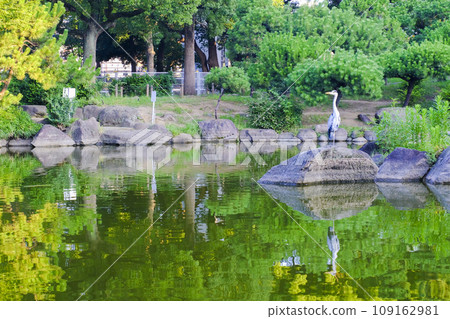 [Tokyo] Gray heron in Sumida Park 109162981