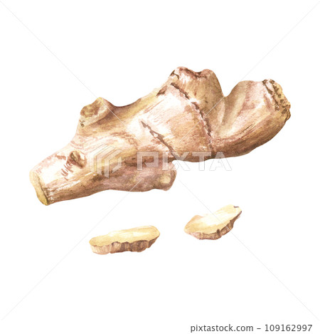 Ginger root and slices. Hand drawn watercolor illustration isolated on white background. For clip art menu label package 109162997