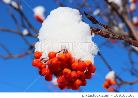 帶有雪帽的羅文漿果 帶有雪帽的羅文漿果 109163163