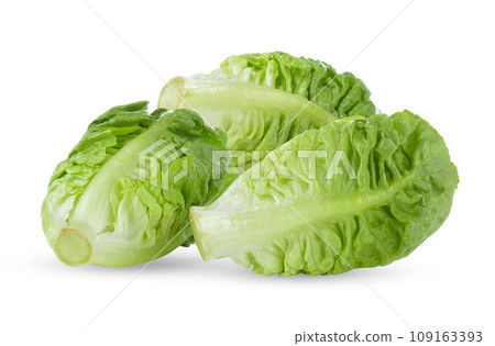 fresh baby cos (lettuce) on white background fresh baby cos (lettuce) on white background 109163393