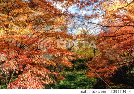 Yamatsuriyama Park, where the autumn leaves are blazing, Yamatsuri Town, Fukushima Prefecture 109163464