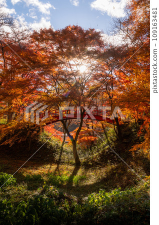 Yamatsuriyama Park, where the autumn leaves are blazing, Yamatsuri Town, Fukushima Prefecture 109163481