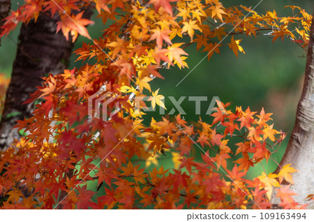 福島縣山津町,紅葉如火的山津山公園 福島縣山津町,紅葉如火的山津山公園 109163494