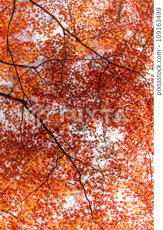Yamatsuriyama Park, where the autumn leaves are blazing, Yamatsuri Town, Fukushima Prefecture 109163499