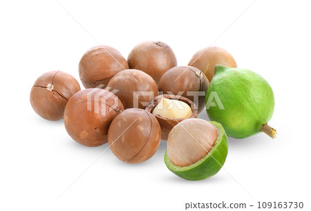 macadamia nuts isolated on white background macadamia nuts isolated on white background 109163730