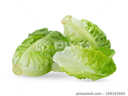 fresh baby cos (lettuce) on white background 109163884