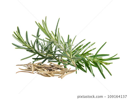 Rosemary isolated on white background Rosemary isolated on white background 109164137